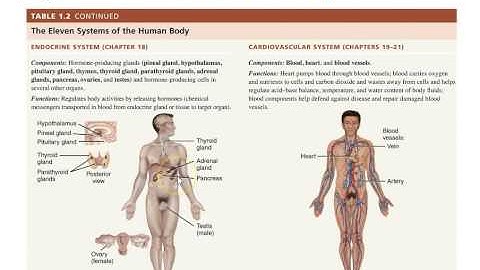 Bio 137 A&P 1 Chapter 1 (part 1): Intro to Anatomy and Physiology