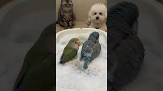Peaceful bath… intense eye contact 👀#viral #petvideo #funnyanimals #cutecontent #fyp