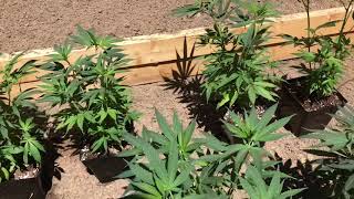 2019 Outdoor Colorado Cannabis / Marijuana grow pt 4