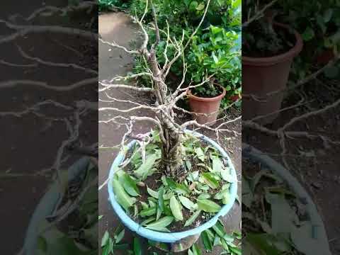 REDFICUS BONSAI FUSION Bonsaiandscorpions