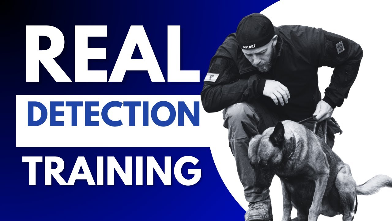 REAL Detection Dog Training - REAL TALK between two trainers