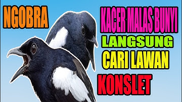 PANCINGAN KACER macet malas bunyi agar gacor lagi dan bongkar isian