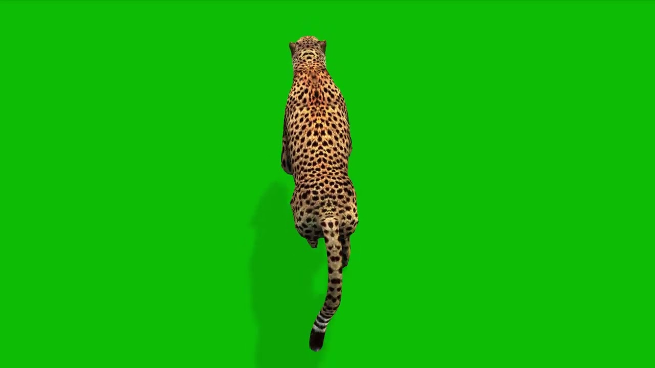 Cheetah Run from Top View HD 60s | Free Green Screen 3D Animation Wildlife Nature Theme