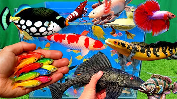 Video tổng hợp cá cảnh đẹp, vịt, vịt con, cá koi, cá trê, cá nóc, cá mèo, tôm