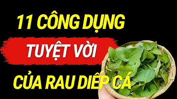 11 Công dụng tuyệt vời của RAU DIẾP CÁ - Giải độc, MÁT GAN, kháng viêm tự nhiên!