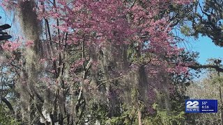 Massachusetts allergy season: Managing tree pollen