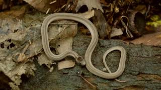 Tiny Snake in the Woods | FREE NATURE STOCK FOOTAGE