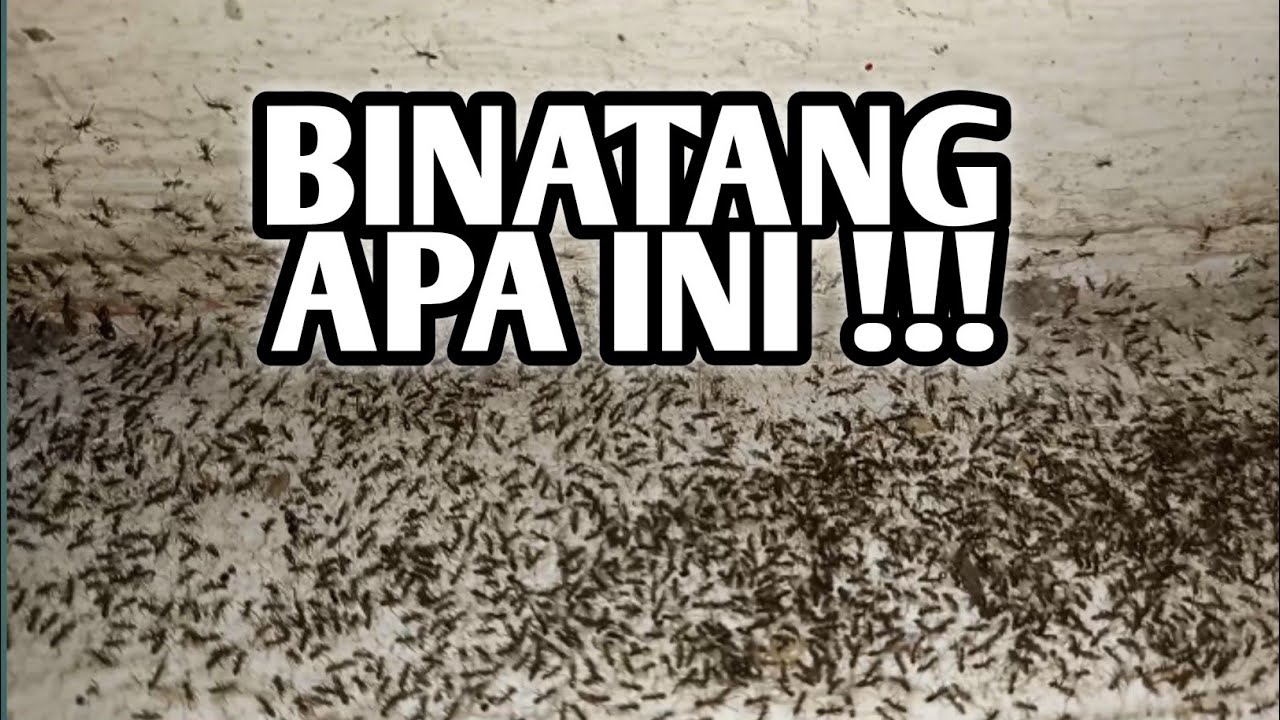 🔴 binatang apa ini !!! larinya cepet banget 