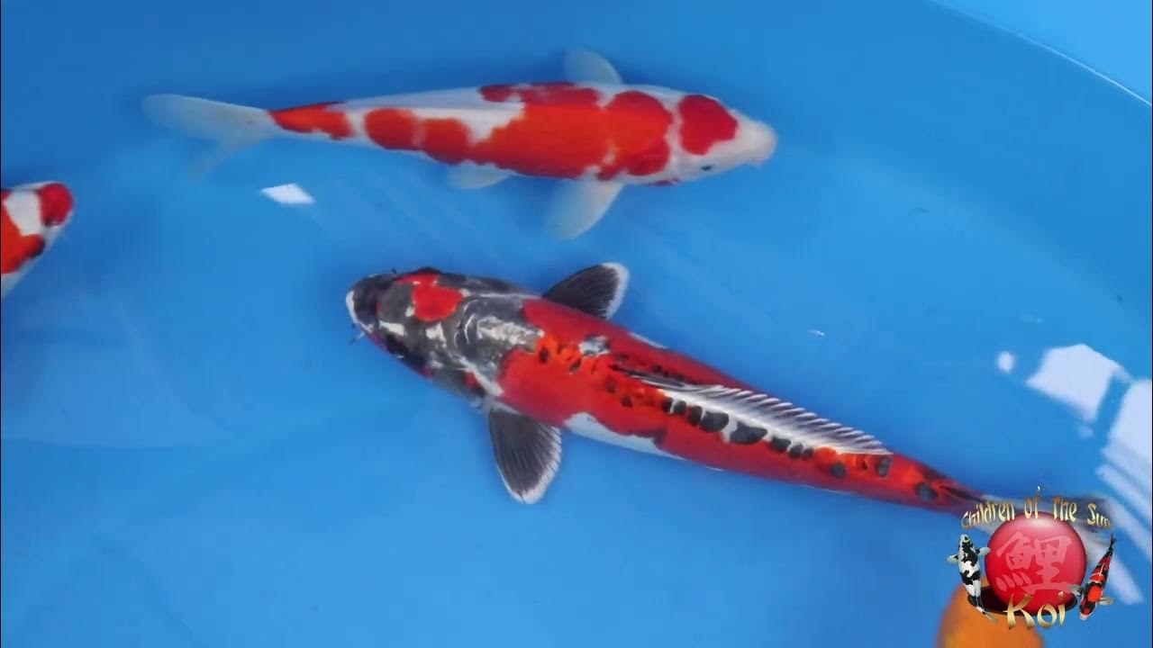 Cotskoi Auction ending 12 11 YouTube