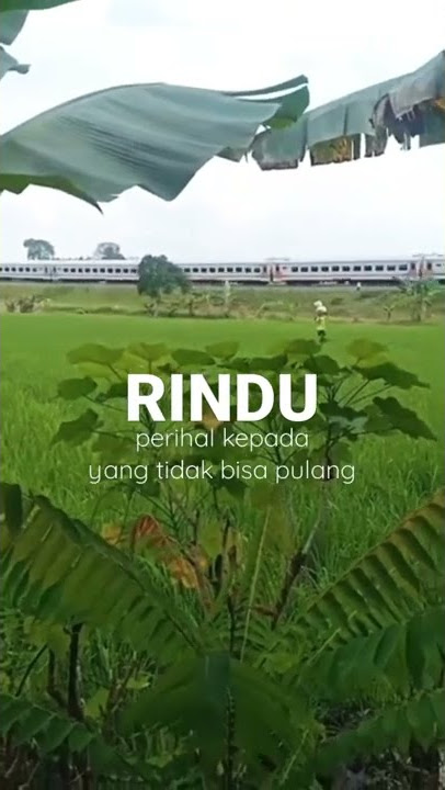 STORY WA TUKANG OJEK: JAMRUD - INGIN KEMBALI