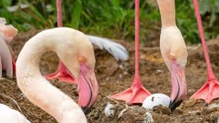 The Pink Flamingo!