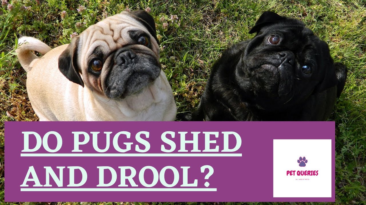 do jug dogs shed