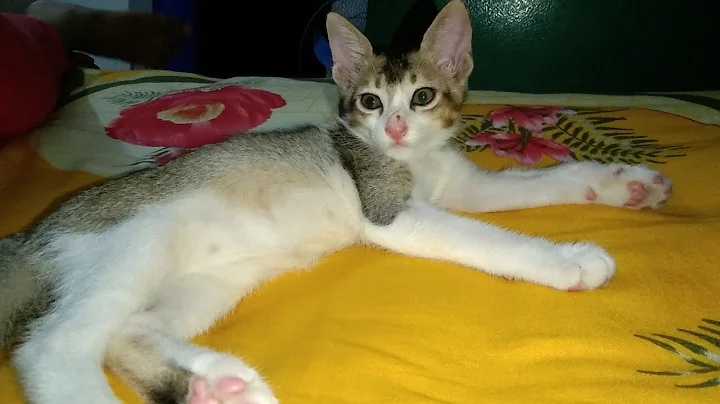 Video 9973191: white persian cat's grooming, chinchilla persian cat, face white persian cat, doll face persian cat, cream persian cat, persian cat hair, cat funny animals