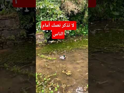كلام من ذهب اكسبلور ابواصيل اقنباسات