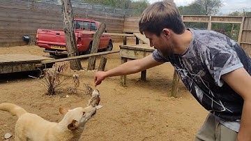 Dingos - Australian wild dogs
