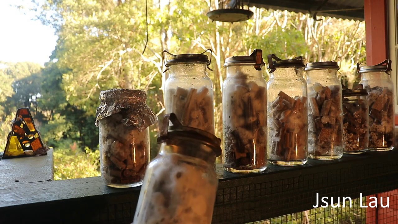 Small-leaf Privet substrate for mushroom cultivation