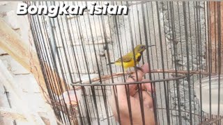 Sogon NGOBRA bongkar isian cocok buat burung anda JADIKAN sogon GACOR seketika