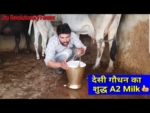 Download 👍DESI COWS (A2Milk) -PRICE 55,000- Milk15Litre -Gopalak ANJIT Sir- District Sonipat, Haryana.👍