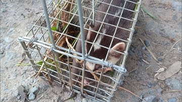 Thăm Bẫy Chuột Cống Nhum, Trời Quái Vật @Comchieuvlog