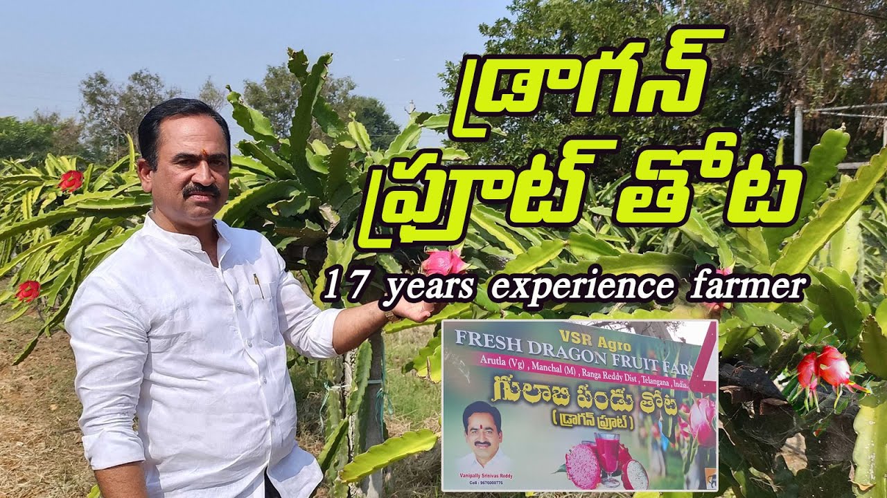 Dragon fruit farming | 17years farm | Vanipally Srinivas reddy | Shashi AgriTech
