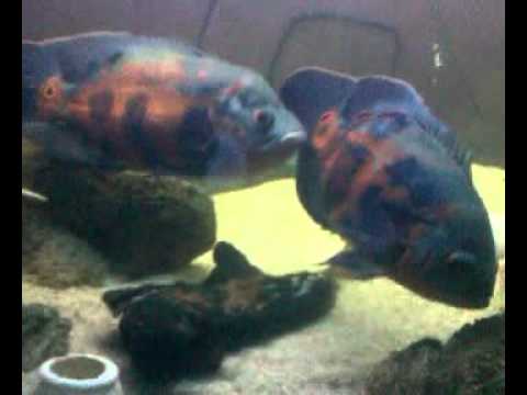 My Tiger Oscar Fish