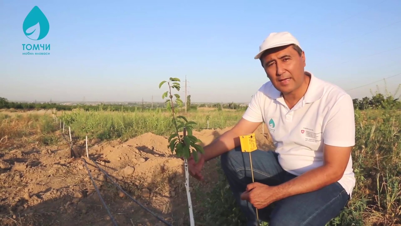 Томчилатиб суғориш тизимини ўрнатишда боғбонлар томонидан келиб тушган саволлар асосида видеоролик.