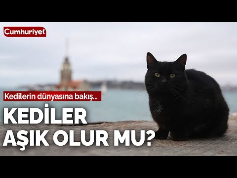 Video: Bu Büyük Köpek Onun Bebek Kardeşi Oturmak için Öğretme İzle