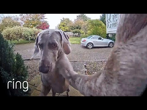 Smart Dog Locks Herself Outside But Knows How to Get Back In | RingTV