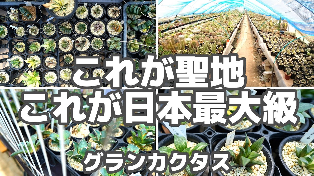 【聖地】これが日本最大級の多肉と塊根の楽園【グランカクタス】前編