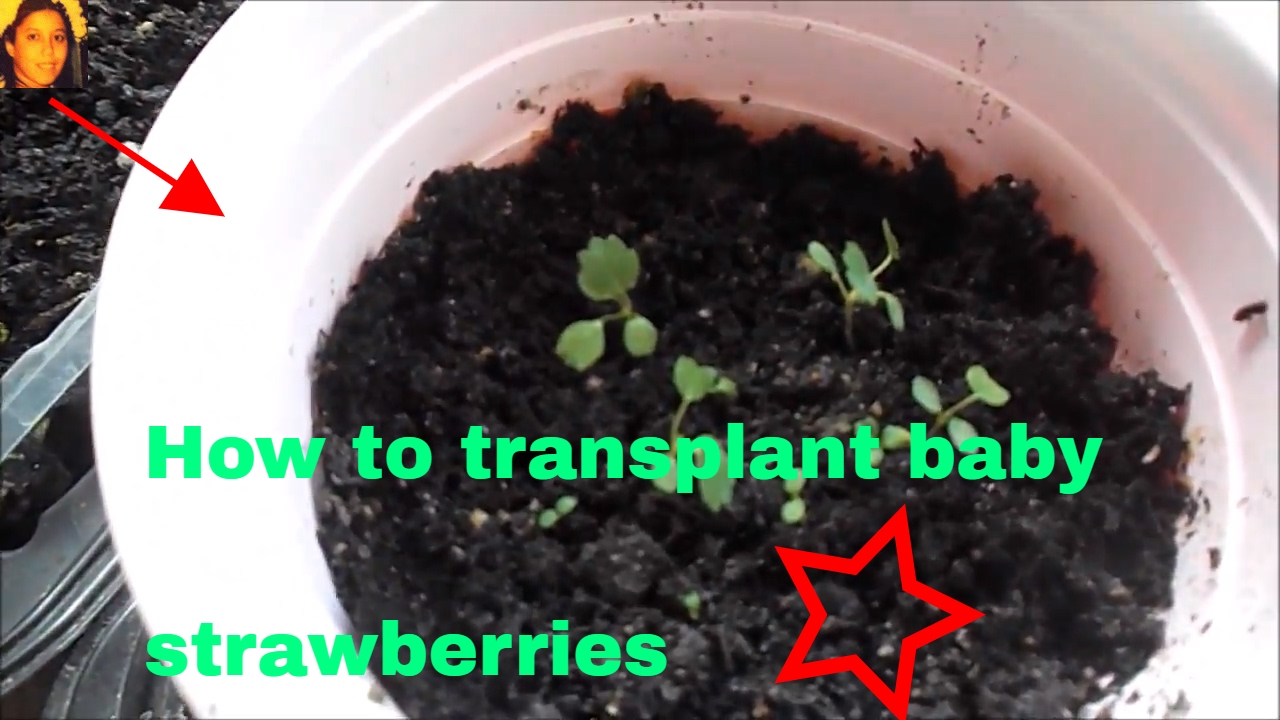 How To Transplant Baby Strawberries You How To Transplant Baby Strawberries