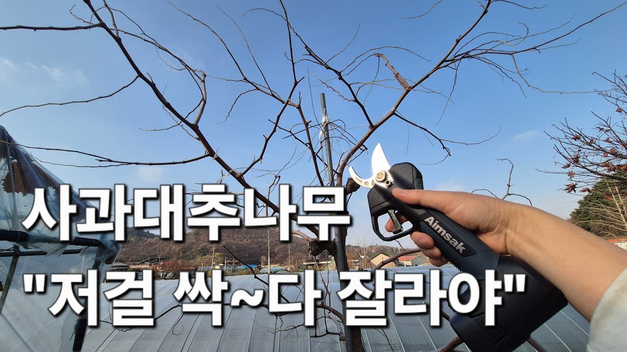 Для тех, кто не переносит яблоки и зизифус: «Срежьте все ветки дерева зизифуса!»