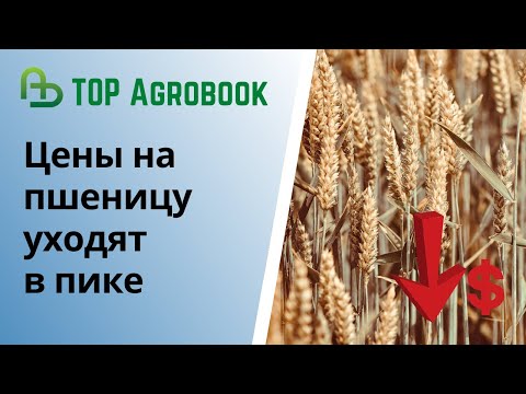 Пшеница в России: запасы растут, цены могут упасть | TOP Agrobook: обзор агроновостей