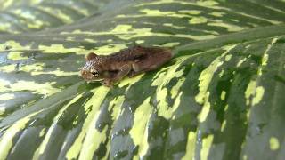 Trachycephalus venulosus (Veined Treefrog or Milky Treefrog - Rana trepadora lechera)