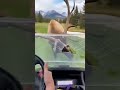 The Ultimate High-Stakes Golf Encounter! 🦌⛳️
