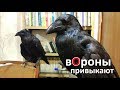 вОроны Кира и Тиша привыкают друг к другу