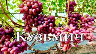 Виноград Кузьмич - обзор