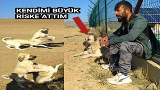 Iköpek Kendi̇mi̇ Büyük Ri̇ske Attim Adamcibağli Olmayan Köpeği̇ Sevdi̇m