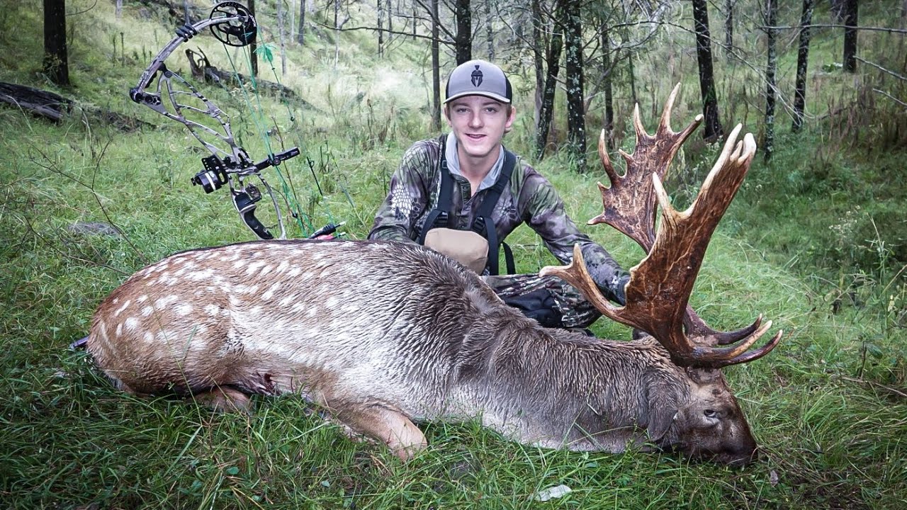 Big fallow buck at 15 yards (bowhunting the rut Australia) YouTube