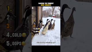 Ranking the Funniest Duck moments 😂🦆 #funny #hilarious