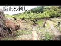 【狩猟】鹿止め刺し、有害鳥獣捕獲、槍止め、槍目線
