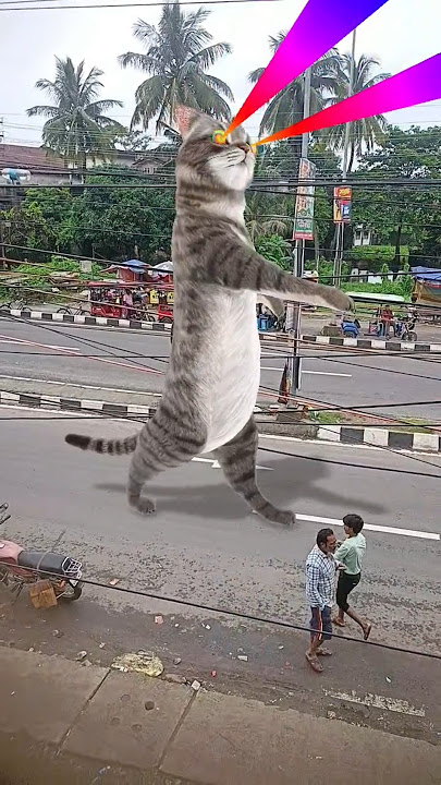 iust cat fun dance#viralvideo #cartoon#funny#comedy #viralvido#dance#comedycarton#cartton#automobile