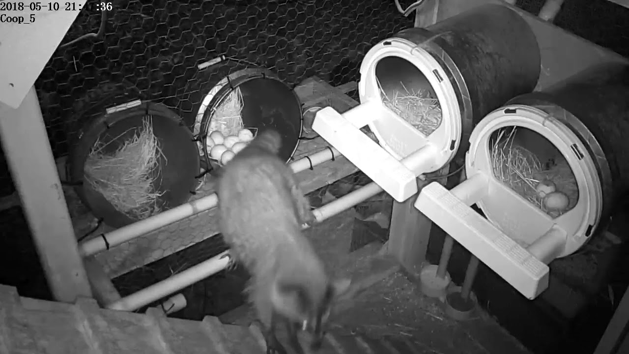 Raccoon in Chris's chicken coop Part 1 YouTube
