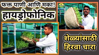 शेळी पालनासाठी हायड्रोफोनिक चारा निर्मिती | #shelipalan #शेळीपालन #hydrophonic