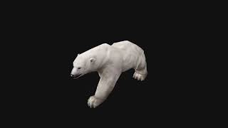 3D polar bear animations