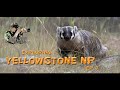 Wildlife in Yellowstone National Park