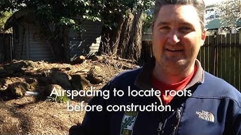 Using an AirSpade to locate roots before construction