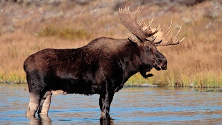 moose ASL
