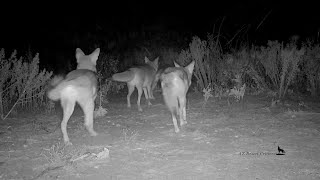 Coyote's loud greetings as they gather