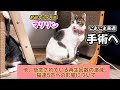 元野良猫マリリン、手術へ！＆再生回数激減、飼育への影響について