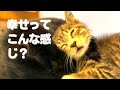 【大物お姉さん猫に近づいてみたら】@taipi 【切り抜き】